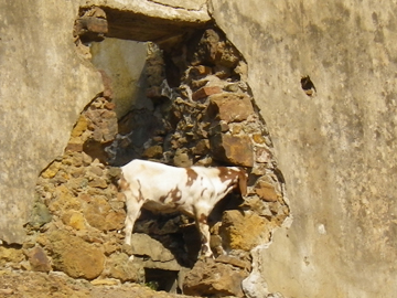 Goat eating a building, Cyprus 2010
